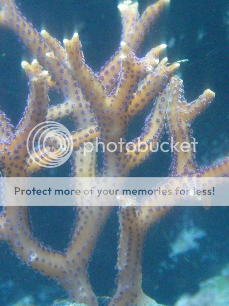 coral038.jpg