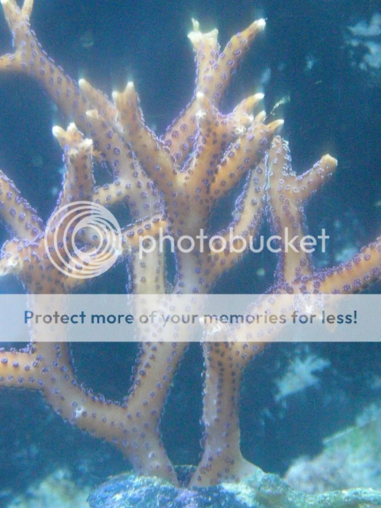 coral039.jpg