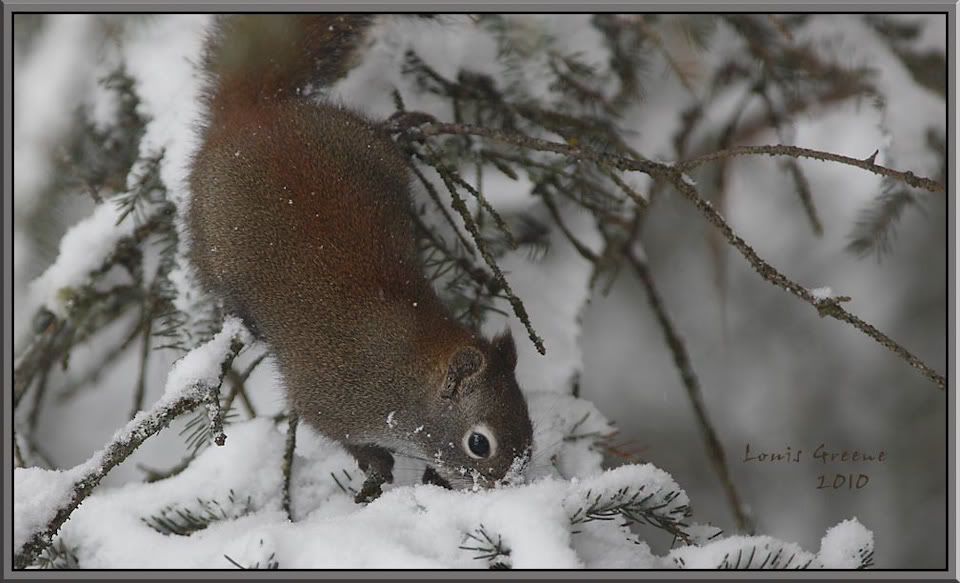 20100210-squirrel.jpg