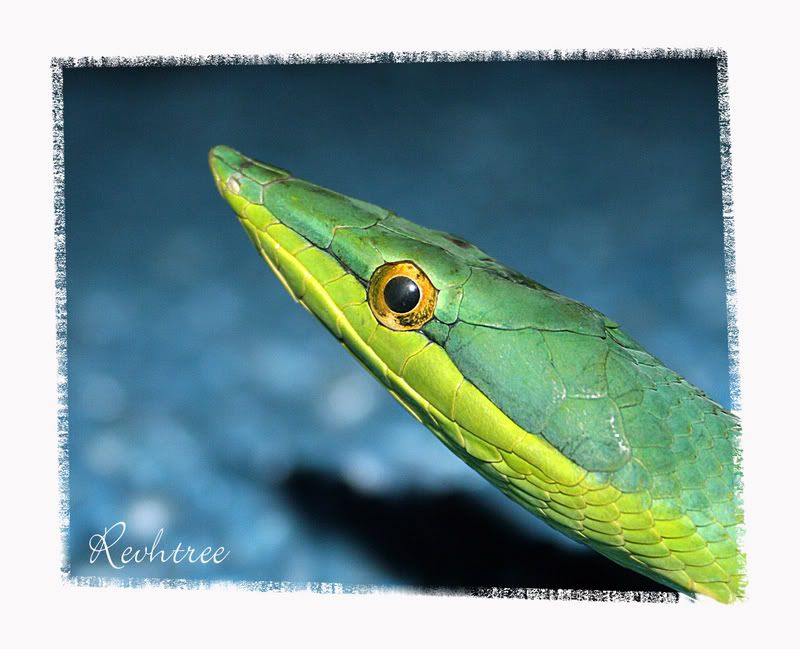 snake2-1.jpg