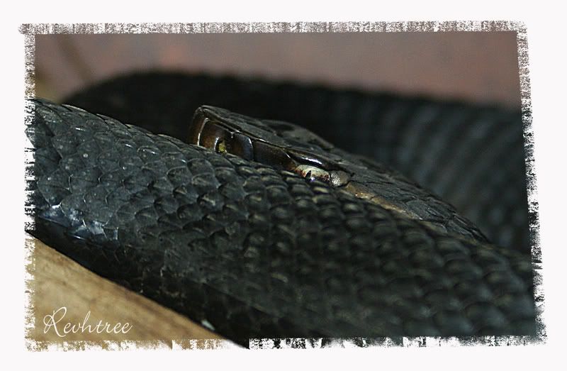 snake5.jpg