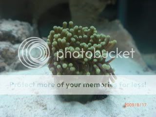 Corals007.jpg