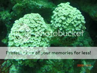 CoralsDay4002.jpg