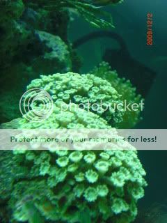CoralsDay4006.jpg