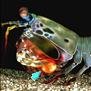 2006-01-03-fig1-mantis-shri.jpg