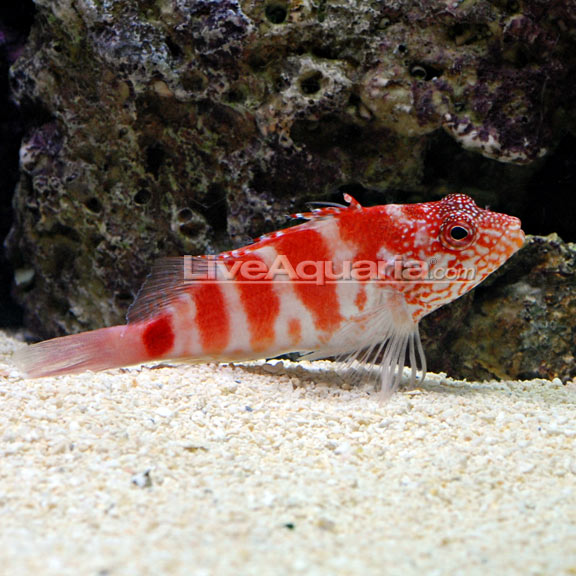 lg-77205-blood-red-hawkfish.jpg