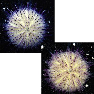 p-36794-urchin.jpg