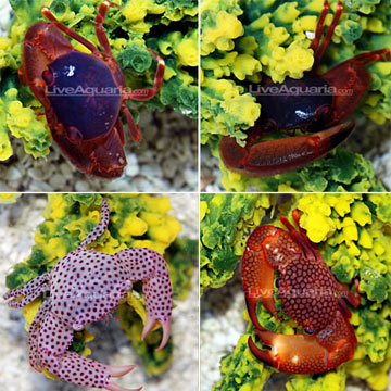 p-36817-acropora-crab.jpg