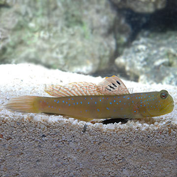p-71653-watchman-goby.jpg