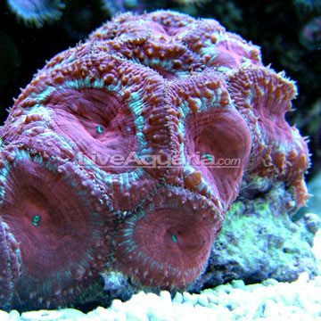 p-82015-lps-coral.jpg