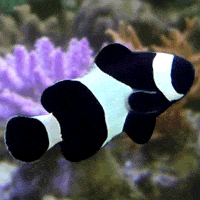 black-ocellaris-clownfish.gif