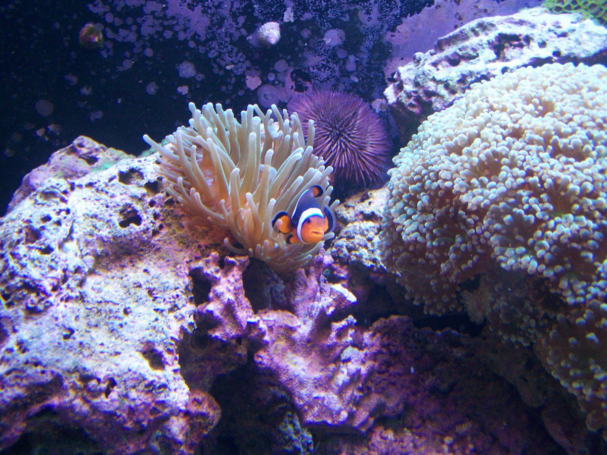 anemone-clown-fish-frogspawn-purple-urchin-jpg.24454