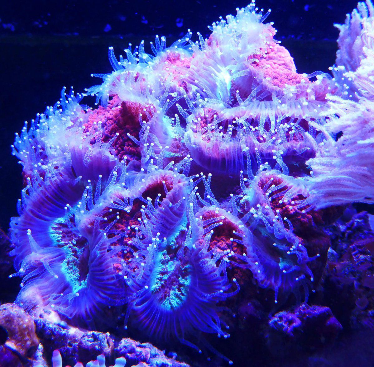 corals-5-jpg.24150